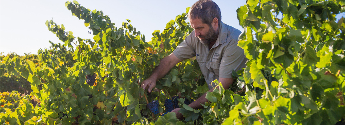 A man pruning grapes at Schubert Estate vineyard 